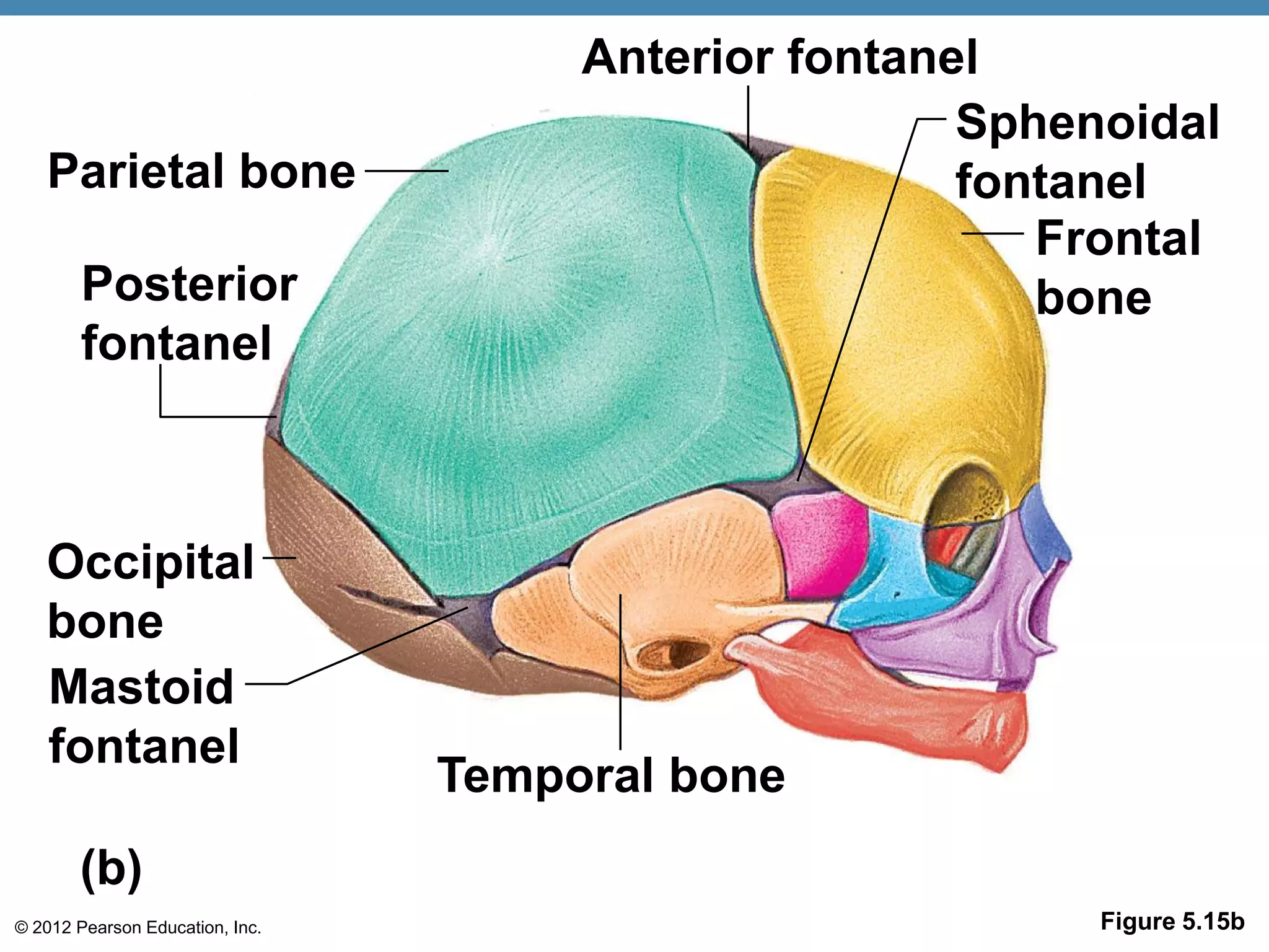 Anterior fontanel
                                                      Sphenoidal
   Parietal bone                                      fontanel
                                                         Frontal
        Posterior                                        bone
        fontanel



   Occipital
   bone
   Mastoid
   fontanel
                                 Temporal bone
       (b)
© 2012 Pearson Education, Inc.                             Figure 5.15b
 