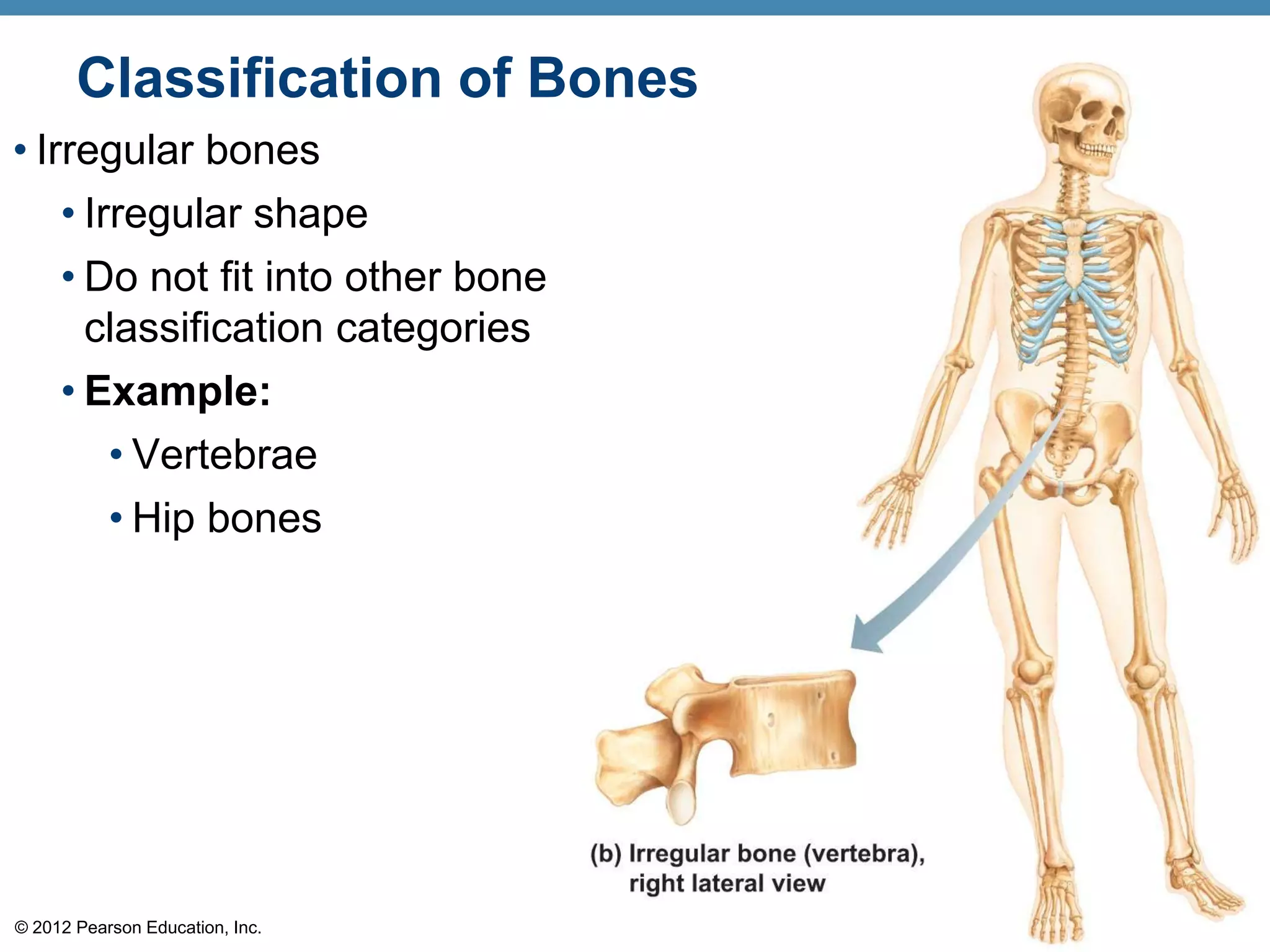 Classification of Bones
• Irregular bones
    • Irregular shape
    • Do not fit into other bone
      classification categories
    • Example:
        • Vertebrae
           • Hip bones




© 2012 Pearson Education, Inc.
 