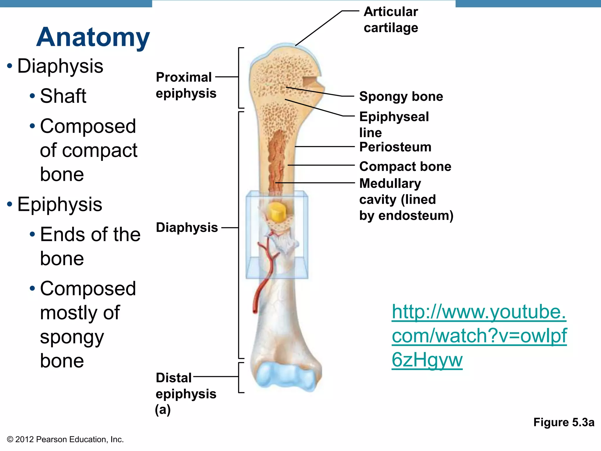 Articular
                                             cartilage
       Anatomy of a Long Bone
• Diaphysis                      Proximal
   • Shaft                       epiphysis   Spongy bone
                                             Epiphyseal
   • Composed                                line
     of compact                              Periosteum
                                             Compact bone
     bone                                    Medullary
• Epiphysis                                  cavity (lined
                                             by endosteum)
                                 Diaphysis
   • Ends of the
     bone
   • Composed
     mostly of                                   http://www.youtube.
     spongy                                      com/watch?v=owlpf
     bone                                        6zHgyw
                                 Distal
                                 epiphysis
                                 (a)
                                                                Figure 5.3a
© 2012 Pearson Education, Inc.
 