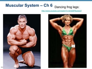 Muscular System – Ch 6                 Dancing frog legs:
                                 http://www.youtube.com/watch?v=dmQSP8uUwL8




© 2012 Pearson Education, Inc.
 