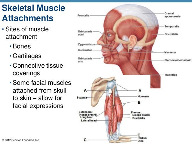 A & P Ch 6 Musclular System Student PPT