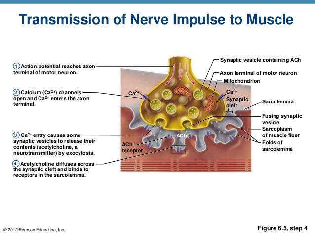 A & P Ch 6 Musclular System Student PPT