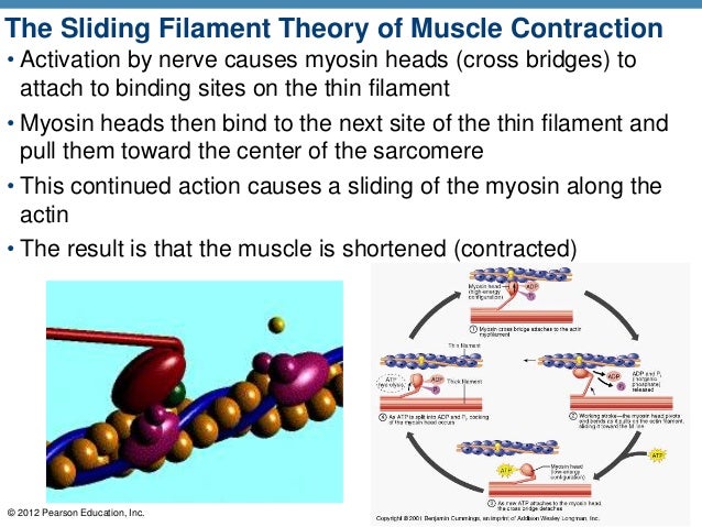 muscles and the sliding filament theory essay academic service sliding filament model