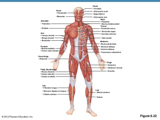 pix Chapter 6 The Muscular System a p ch 6 musclular system student ppt