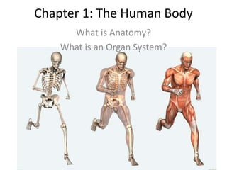 Chapter 1: The Human Body
What is Anatomy?
What is an Organ System?
 