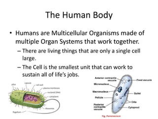 The Human Body
• Humans are Multicellular Organisms made of
multiple Organ Systems that work together.
– There are living things that are only a single cell
large.
– The Cell is the smallest unit that can work to
sustain all of life’s jobs.
 
