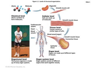 © 2013 Pearson Education, Inc.
Figure 1.1 Levels of structural organization. Slide 1
Atoms Molecule Organelle
Smooth muscle cell
Chemical level
Atoms combine to
form molecules.
Cellular level
Cells are made up
of molecules.
Smooth muscle tissue
Cardiovascular
system
Heart
Blood
vessels
Tissue level
Tissues consist of
similar types of cells.
Blood vessel (organ)
Smooth muscle tissue
Connective tissue
Epithelial
tissue
Organ level
Organs are made up of different types
of tissues.
Organismal level
The human organism is made
up of many organ systems.
Organ system level
Organ systems consist of different
organs that work together closely.
 