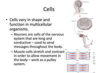 Cells
• Cells vary in shape and
function in multicellular
organisms.
– Neurons are cells of the nervous
system that are long and
conductive – used to send
messages throughout the body.
– Muscle cells stretch and contract
in order to allow movement in
the body – work as a pulley
system.
 