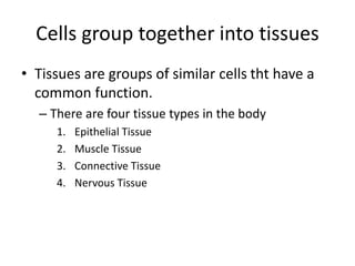 Cells group together into tissues
• Tissues are groups of similar cells tht have a
common function.
– There are four tissue types in the body
1. Epithelial Tissue
2. Muscle Tissue
3. Connective Tissue
4. Nervous Tissue
 