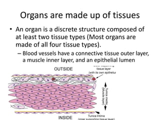 Organs are made up of tissues
• An organ is a discrete structure composed of
at least two tissue types (Most organs are
made of all four tissue types).
– Blood vessels have a connective tissue outer layer,
a muscle inner layer, and an epithelial lumen
 