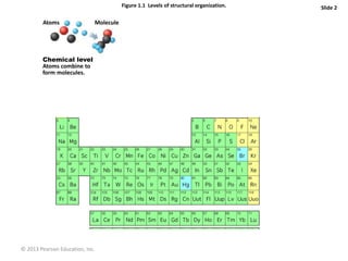 © 2013 Pearson Education, Inc.
Figure 1.1 Levels of structural organization. Slide 2
Atoms Molecule
Chemical level
Atoms combine to
form molecules.
 