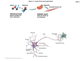 © 2013 Pearson Education, Inc.
Figure 1.1 Levels of structural organization. Slide 3
Atoms Molecule Organelle
Smooth muscle cell
Chemical level
Atoms combine to
form molecules.
Cellular level
Cells are made up
of molecules.
 