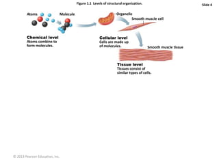 © 2013 Pearson Education, Inc.
Figure 1.1 Levels of structural organization. Slide 4
Atoms Molecule Organelle
Smooth muscle cell
Chemical level
Atoms combine to
form molecules.
Cellular level
Cells are made up
of molecules.
Tissue level
Tissues consist of
similar types of cells.
Smooth muscle tissue
 