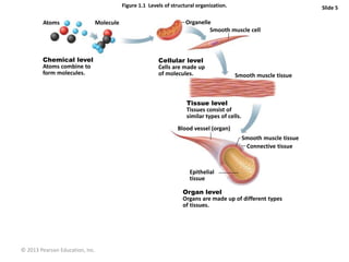 © 2013 Pearson Education, Inc.
Figure 1.1 Levels of structural organization. Slide 5
Atoms Molecule Organelle
Smooth muscle cell
Chemical level
Atoms combine to
form molecules.
Cellular level
Cells are made up
of molecules.
Smooth muscle tissue
Tissue level
Tissues consist of
similar types of cells.
Blood vessel (organ)
Smooth muscle tissue
Connective tissue
Epithelial
tissue
Organ level
Organs are made up of different types
of tissues.
 