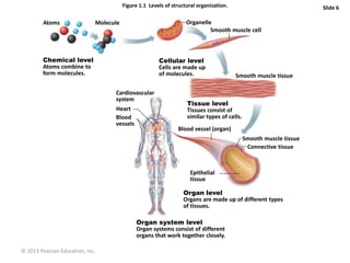 © 2013 Pearson Education, Inc.
Figure 1.1 Levels of structural organization. Slide 6
Atoms Molecule Organelle
Smooth muscle cell
Chemical level
Atoms combine to
form molecules.
Cellular level
Cells are made up
of molecules.
Smooth muscle tissue
Cardiovascular
system
Heart
Blood
vessels
Tissue level
Tissues consist of
similar types of cells.
Blood vessel (organ)
Smooth muscle tissue
Connective tissue
Organ level
Organs are made up of different types
of tissues.
Organ system level
Organ systems consist of different
organs that work together closely.
Epithelial
tissue
 