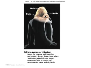 © 2013 Pearson Education, Inc.
Figure 1.3a The body’s organ systems and their major functions.
Hair
Skin Nails
Integumentary System
Forms the external body covering,
and protects deeper tissues from injury.
Synthesizes vitamin D, and houses
cutaneous (pain, pressure, etc.)
receptors and sweat and oil glands.
 