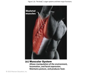 © 2013 Pearson Education, Inc.
Figure 1.3c The body’s organ systems and their major functions.
Skeletal
muscles
(c) Muscular System
Allows manipulation of the environment,
locomotion, and facial expression.
Maintains posture, and produces heat.
 