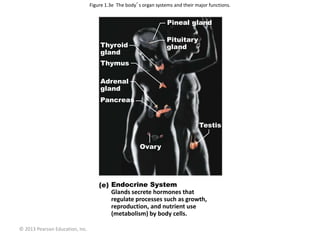 © 2013 Pearson Education, Inc.
Figure 1.3e The body’s organ systems and their major functions.
Endocrine System
Glands secrete hormones that
regulate processes such as growth,
reproduction, and nutrient use
(metabolism) by body cells.
Pineal gland
Pituitary
gland
Testis
Thyroid
gland
Thymus
Adrenal
gland
Pancreas
Ovary
 