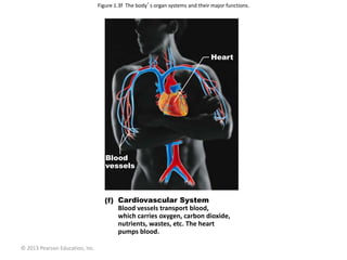 © 2013 Pearson Education, Inc.
Figure 1.3f The body’s organ systems and their major functions.
Cardiovascular System
Blood vessels transport blood,
which carries oxygen, carbon dioxide,
nutrients, wastes, etc. The heart
pumps blood.
Heart
Blood
vessels
 