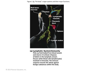 © 2013 Pearson Education, Inc.
Figure 1.3g The body’s organ systems and their major functions.
Lymphatic System/Immunity
Picks up fluid leaked from blood vessels
and returns it to blood. Disposes
of debris in the lymphatic stream.
Houses white blood cells (lymphocytes)
involved in immunity. The immune
response mounts the attack against
foreign substances within the body.
Lymph nodes
Spleen
Thoracic
duct
Lymphatic
vessels
Thymus
Red bone
marrow
 