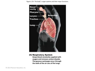 © 2013 Pearson Education, Inc.
Figure 1.3h The body’s organ systems and their major functions.
Respiratory System
Keeps blood constantly supplied with
oxygen and removes carbon dioxide.
The gaseous exchanges occur through
the walls of the air sacs of the lungs.
Lung
Trachea
Larynx
Pharynx
Nasal
cavity
Bronchus
 