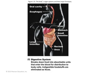 © 2013 Pearson Education, Inc.
Figure 1.3i The body’s organ systems and their major functions.
Oral cavity
Esophagus
Liver
Stomach
Small
Intestine
Large
Intestine
Rectum
Anus
Digestive System
Breaks down food into absorbable units
that enter the blood for distribution to
body cells. Indigestible foodstuffs are
eliminated as feces.
 