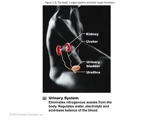 © 2013 Pearson Education, Inc.
Kidney
Ureter
Urinary
bladder
Urethra
Urinary System
Eliminates nitrogenous wastes from the
body. Regulates water, electrolyte and
acid-base balance of the blood.
Figure 1.3j The body’s organ systems and their major functions.
 