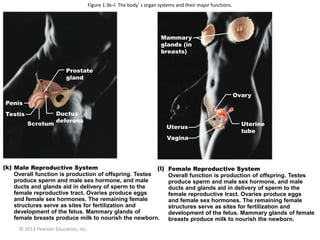 © 2013 Pearson Education, Inc.
Prostate
gland
Penis
Testis
Scrotum
Ductus
deferens
Male Reproductive System
Overall function is production of offspring. Testes
produce sperm and male sex hormone, and male
ducts and glands aid in delivery of sperm to the
female reproductive tract. Ovaries produce eggs
and female sex hormones. The remaining female
structures serve as sites for fertilization and
development of the fetus. Mammary glands of
female breasts produce milk to nourish the newborn.
Uterus
Vagina
Uterine
tube
Ovary
Mammary
glands (in
breasts)
Female Reproductive System
Overall function is production of offspring. Testes
produce sperm and male sex hormone, and male
ducts and glands aid in delivery of sperm to the
female reproductive tract. Ovaries produce eggs
and female sex hormones. The remaining female
structures serve as sites for fertilization and
development of the fetus. Mammary glands of female
breasts produce milk to nourish the newborn.
Figure 1.3k–l The body’s organ systems and their major functions.
 