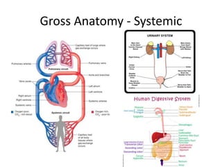 Gross Anatomy - Systemic
 