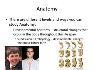 Anatomy
• There are different levels and ways you can
study Anatomy:
– Developmental Anatomy – structural changes that
occur in the body throughout the life span
• Subdivision is Embryology – developmental changes
that occur before birth
 