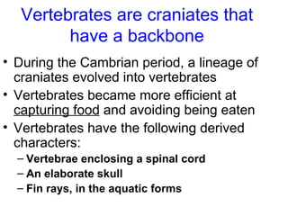 Ap Chap 34 The Vertebrates | PPT