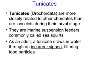 Tunicates <ul><li>Tunicates  (Urochordata) are more closely related to other chordates than are lancelets during their lar...