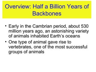 Overview: Half a Billion Years of Backbones <ul><li>Early in the Cambrian period, about 530 million years ago, an astonish...