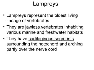Lampreys <ul><li>Lampreys represent the oldest living lineage of vertebrates </li></ul><ul><li>They are  jawless vertebrat...