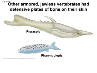 Other armored, jawless vertebrates had defensive plates of bone on their skin Fig. 34-12 Pteraspis Pharyngolepis 