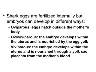 <ul><li>Shark eggs are fertilized internally but embryos can develop in different ways: </li></ul><ul><ul><li>Oviparous: e...