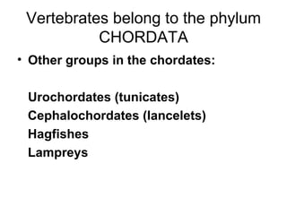 Vertebrates belong to the phylum CHORDATA <ul><li>Other groups in the chordates: </li></ul><ul><li>Urochordates (tunicates...