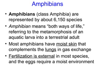 Amphibians <ul><li>Amphibians  (class Amphibia) are represented by about 6,150 species </li></ul><ul><li>Amphibian  means ...