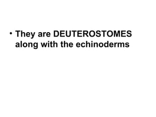 <ul><li>They are DEUTEROSTOMES along with the echinoderms </li></ul>