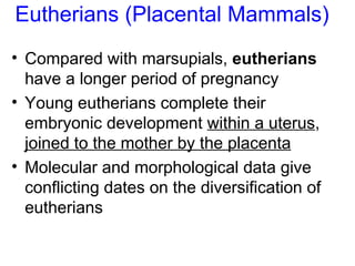 Eutherians (Placental Mammals) <ul><li>Compared with marsupials,  eutherians  have a longer period of pregnancy </li></ul>...