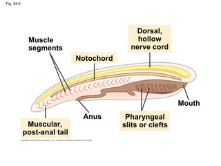 Fig. 34-3 Dorsal, hollow nerve cord Anus Muscular, post-anal tail Pharyngeal slits or clefts Notochord Mouth Muscle segments 