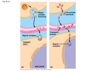Fig. 45-5-1 NUCLEUS Signal receptor (a) (b) TARGET CELL Signal receptor Transport protein Water- soluble hormone Fat-soluble hormone 