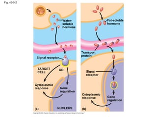 Fig. 45-5-2 Signal receptor TARGET CELL Signal receptor Transport protein Water- soluble hormone Fat-soluble hormone Gene regulation Cytoplasmic response Gene regulation Cytoplasmic response OR (a) NUCLEUS (b) 