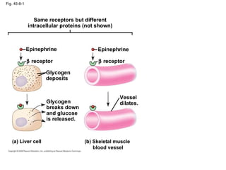 Fig. 45-8-1 Glycogen deposits    receptor Vessel dilates. Epinephrine (a) Liver cell Epinephrine    receptor Glycogen breaks down and glucose is released. (b) Skeletal muscle blood vessel Same receptors but different intracellular proteins (not shown) 