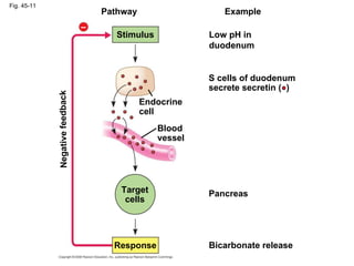 Fig. 45-11 Pathway Example Stimulus Low pH in duodenum S cells of duodenum secrete secretin (  ) Endocrine cell Blood vessel Pancreas Target cells Response Bicarbonate release Negative feedback – 