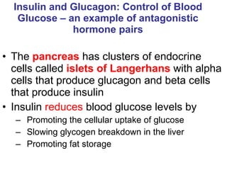 Insulin and Glucagon: Control of Blood Glucose – an example of antagonistic hormone pairs The  pancreas   has clusters of endocrine cells called  islets of Langerhans   with alpha cells that produce glucagon and beta cells that produce insulin Insulin  reduces  blood glucose levels by Promoting the cellular uptake of glucose Slowing glycogen breakdown in the liver Promoting fat storage 
