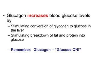 Glucagon  increases  blood glucose levels by Stimulating conversion of glycogen to glucose in the liver Stimulating breakdown of fat and protein into glucose Remember:  Glucagon – “Glucose ON!” 
