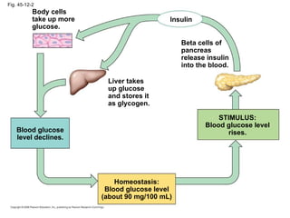 Fig. 45-12-2 Homeostasis: Blood glucose level (about 90 mg/100 mL) Insulin Beta cells of pancreas release insulin into the blood. STIMULUS: Blood glucose level rises. Liver takes up glucose and stores it as glycogen. Blood glucose level declines. Body cells take up more glucose. 
