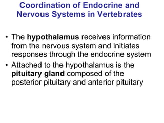 Coordination of Endocrine and Nervous Systems in Vertebrates The  hypothalamus  receives information from the nervous system and initiates responses through the endocrine system Attached to the hypothalamus is the  pituitary gland  composed of the posterior pituitary and anterior pituitary 