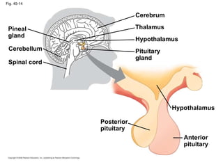 Fig. 45-14 Spinal cord Posterior pituitary Cerebellum Pineal gland Anterior pituitary Hypothalamus Pituitary gland Hypothalamus Thalamus Cerebrum 